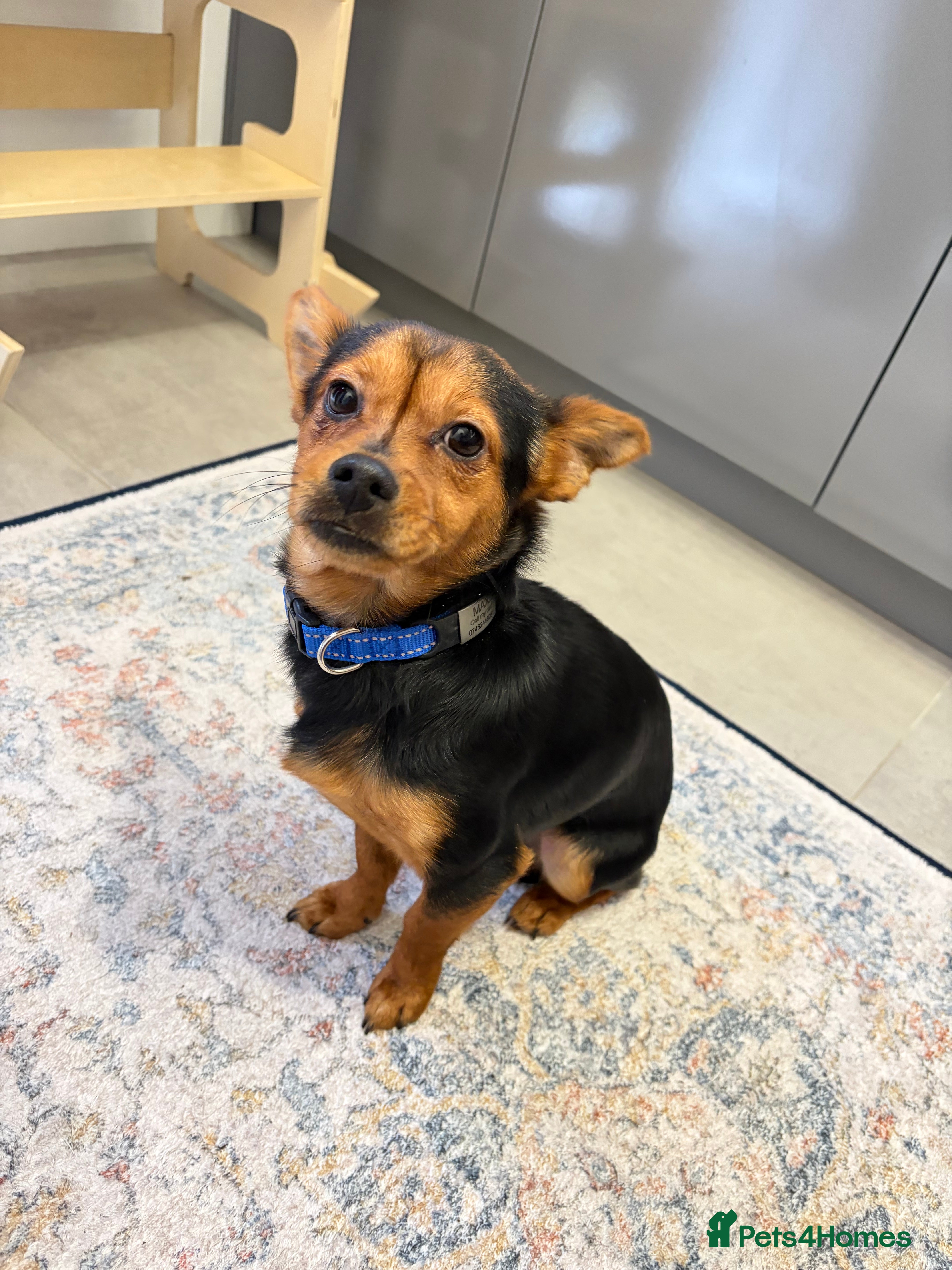 Yorkshire Terrier dogs Mini terrier - Advert 2