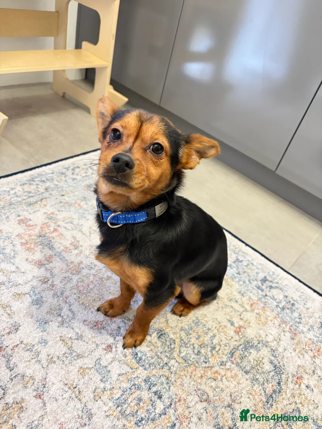 Yorkshire Terrier dogs for sale: Mini terrier - Advert 1