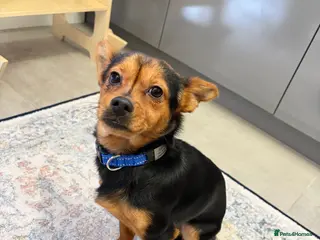 Yorkshire Terrier dogs Mini terrier - Advert 2