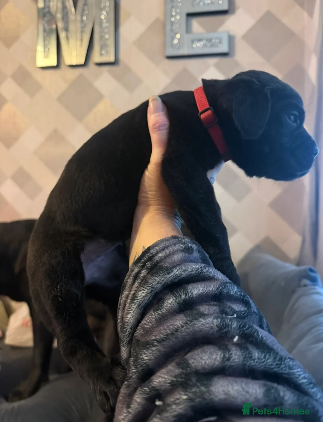 Cane Corso dogs for sale: 1 Cane Corso puppy left - Advert 12