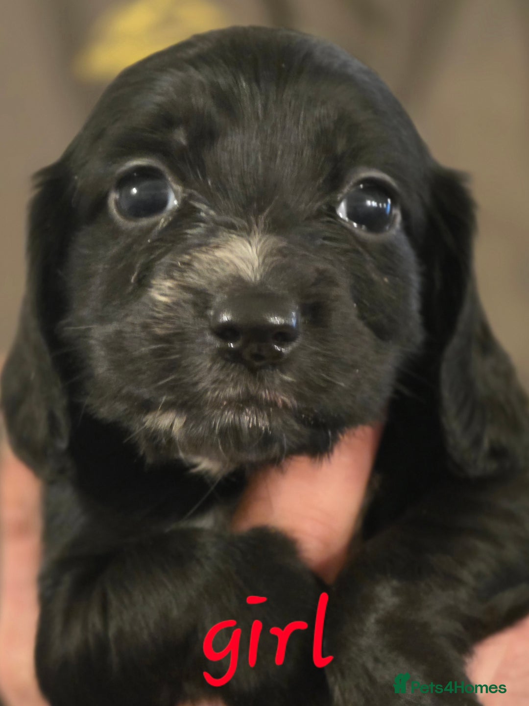 Cocker Spaniel dogs for sale: A stunning litter of cocker spaniel puppies  - Advert 8
