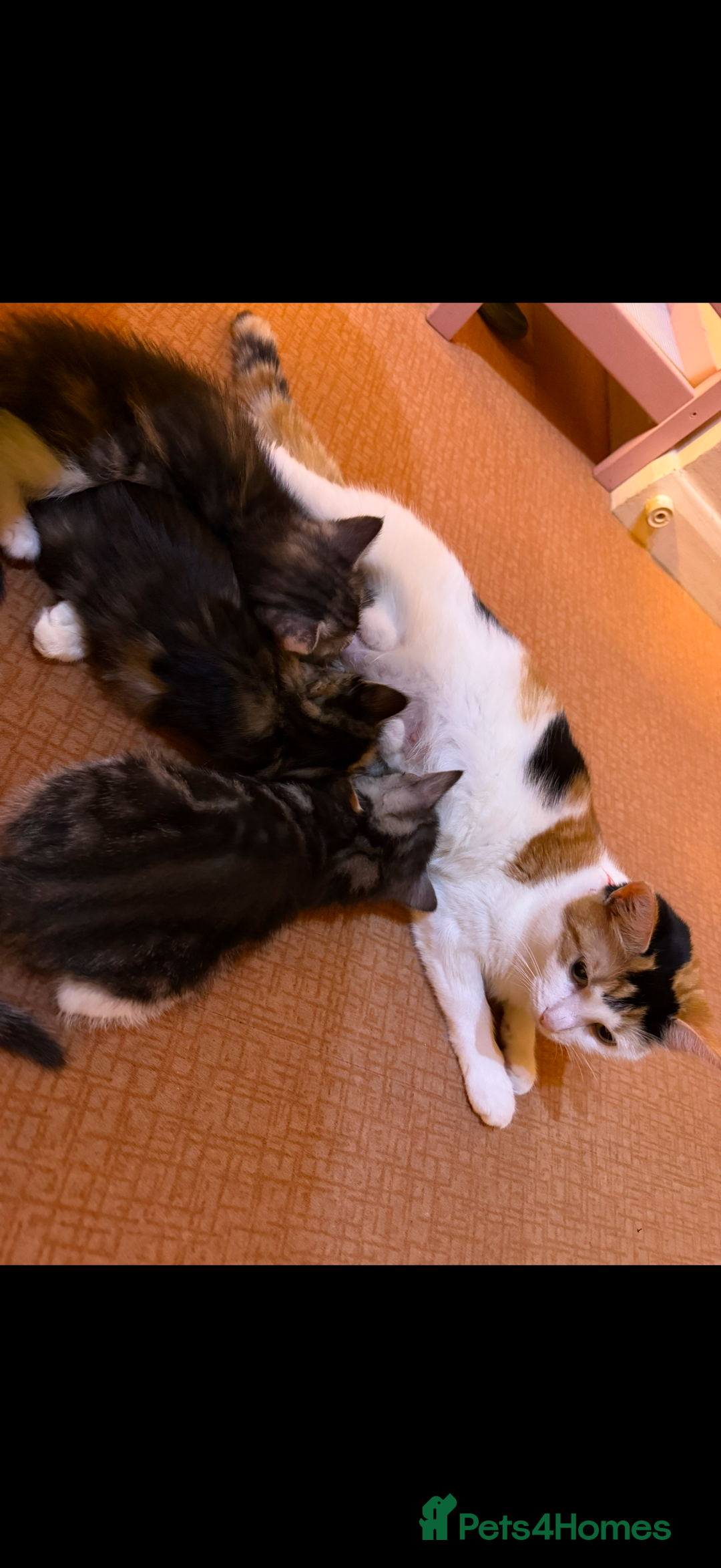 Mixed Breed cats for sale: 3 beautiful kittens available  - Advert 5