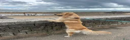 Golden Retriever dogs for stud: KC Registered Golden Retriever for Stud - Advert 2