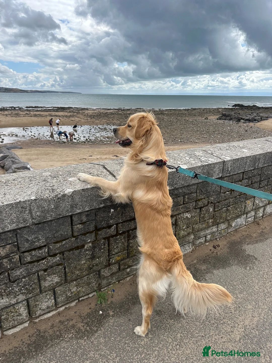 Golden Retriever dogs for stud: KC Registered Golden Retriever for Stud - Advert 2