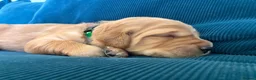 Golden Retriever dogs for sale: Beautiful KC Golden Retrievers  - Advert 10