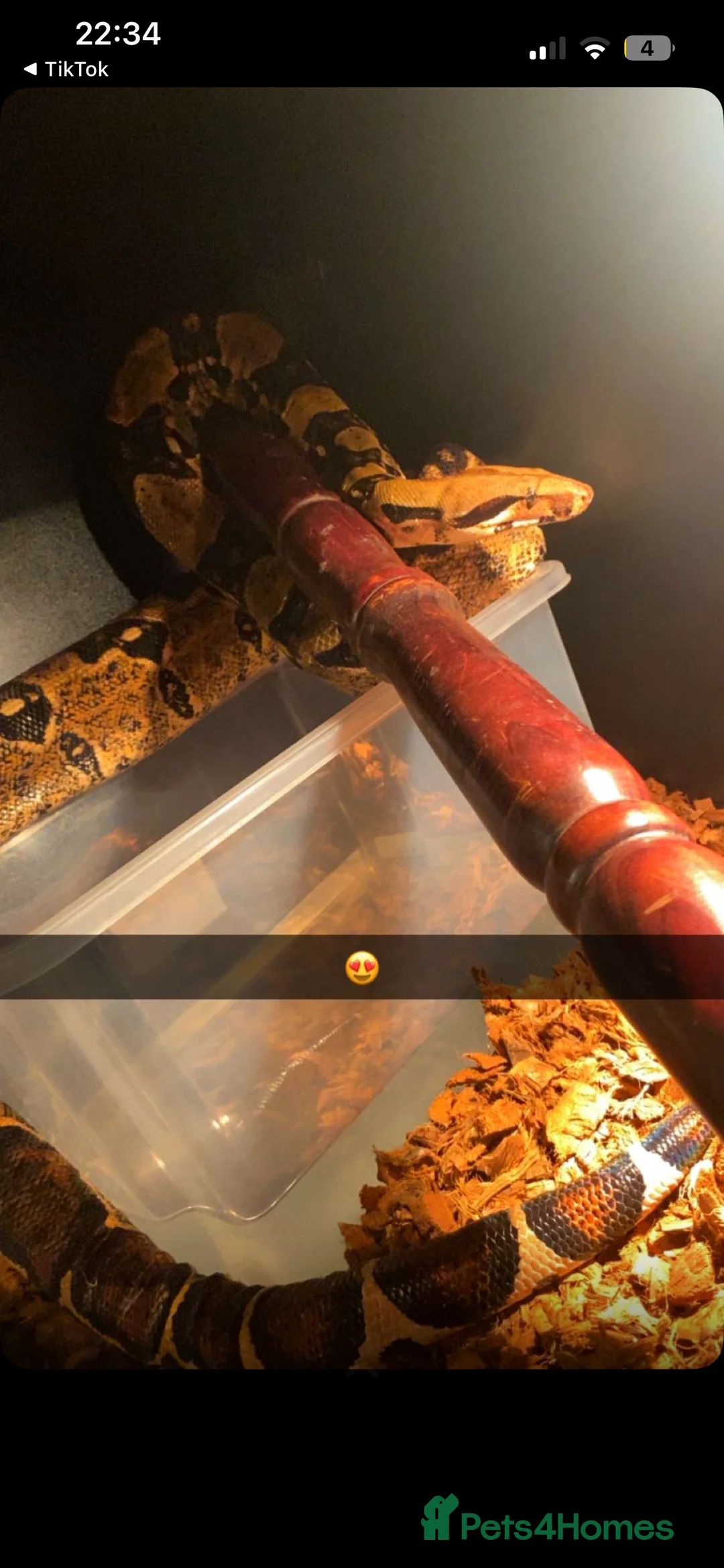 Boa Snake reptiles for sale: Boa snake in Nantwich - Advert 1