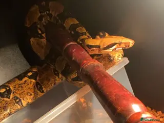 Boa Snake reptiles Boa snake - Advert 13