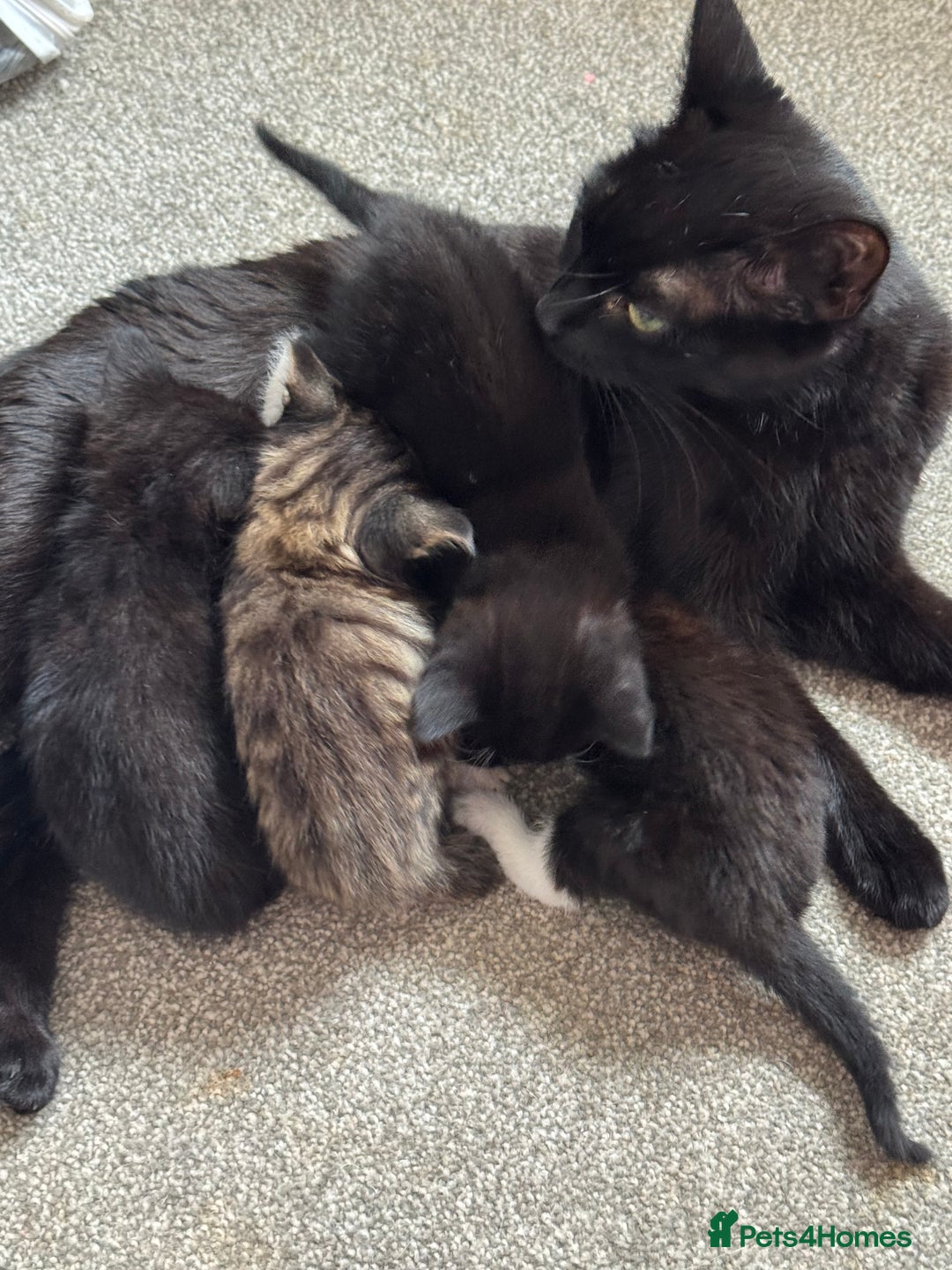 Mixed Breed cats for sale: 3x tuxedo 1x tabby - Image 2