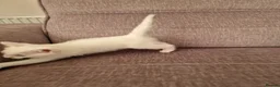 Turkish Angora cats for sale: Beautiful, Healthy-looking Turkish Angora kitten! in Slough - Advert 5
