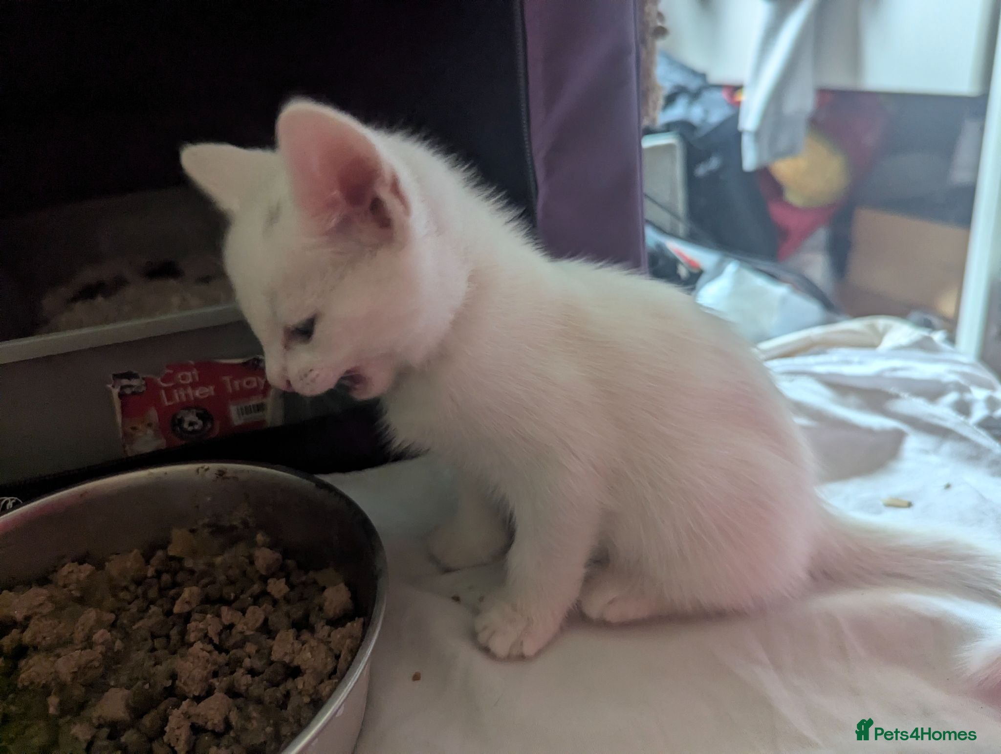 Mixed Breed cats Only 3 - 7 weeks old Beautiful kittens left x - Advert 4