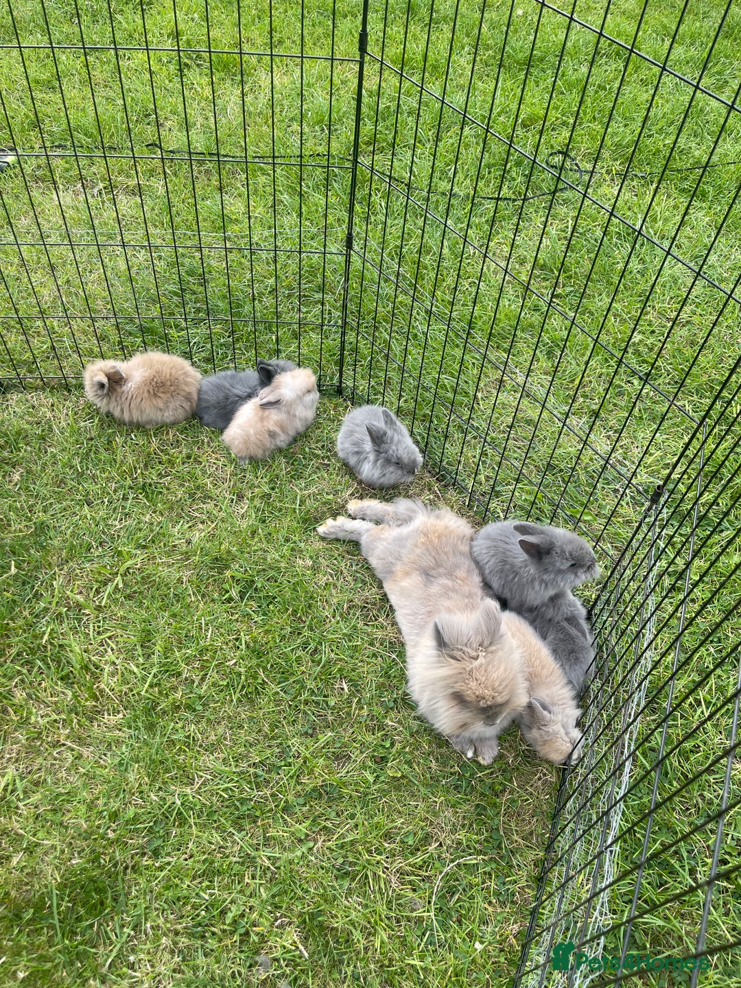 Lionhead rabbits for sale: Lionhead bunnies - Image 9
