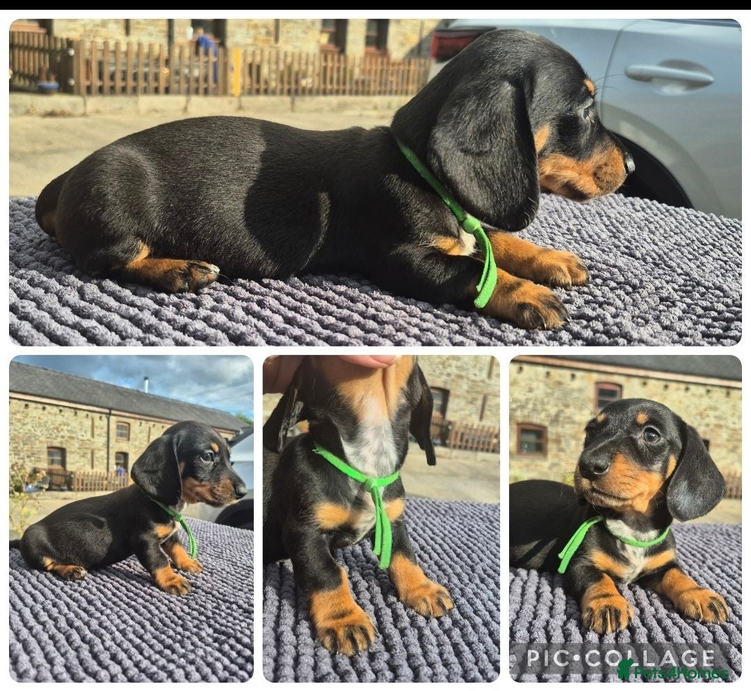Miniature Dachshund dogs *LAST BOY* PRA CLEAR MINIATURE DACHSHUNDS - Advert 3
