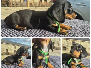 Miniature Dachshund dogs *LAST BOY* PRA CLEAR MINIATURE DACHSHUNDS - Advert 3