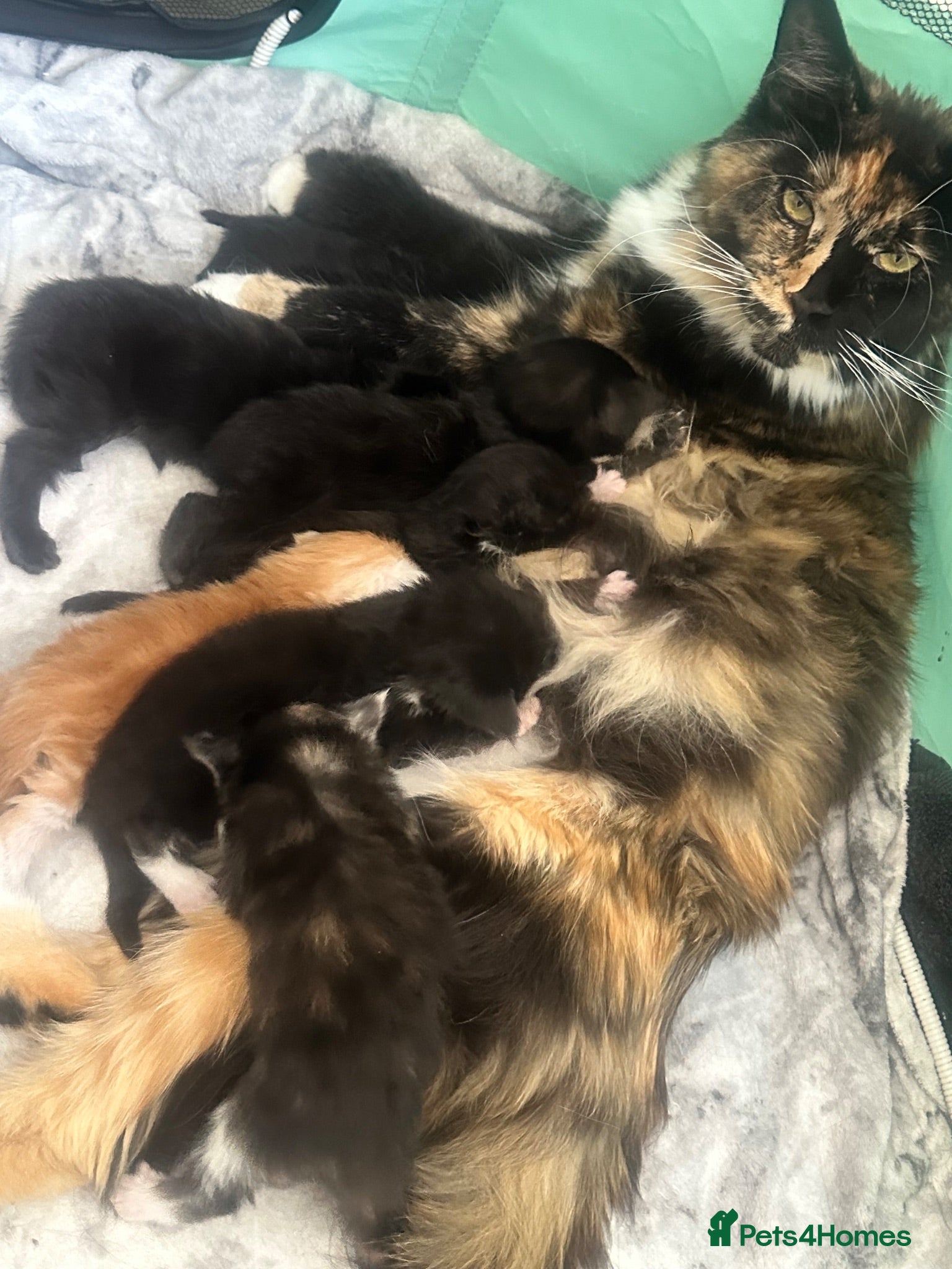 Maine Coon cats 8 Maine coon kittens  - Advert 1