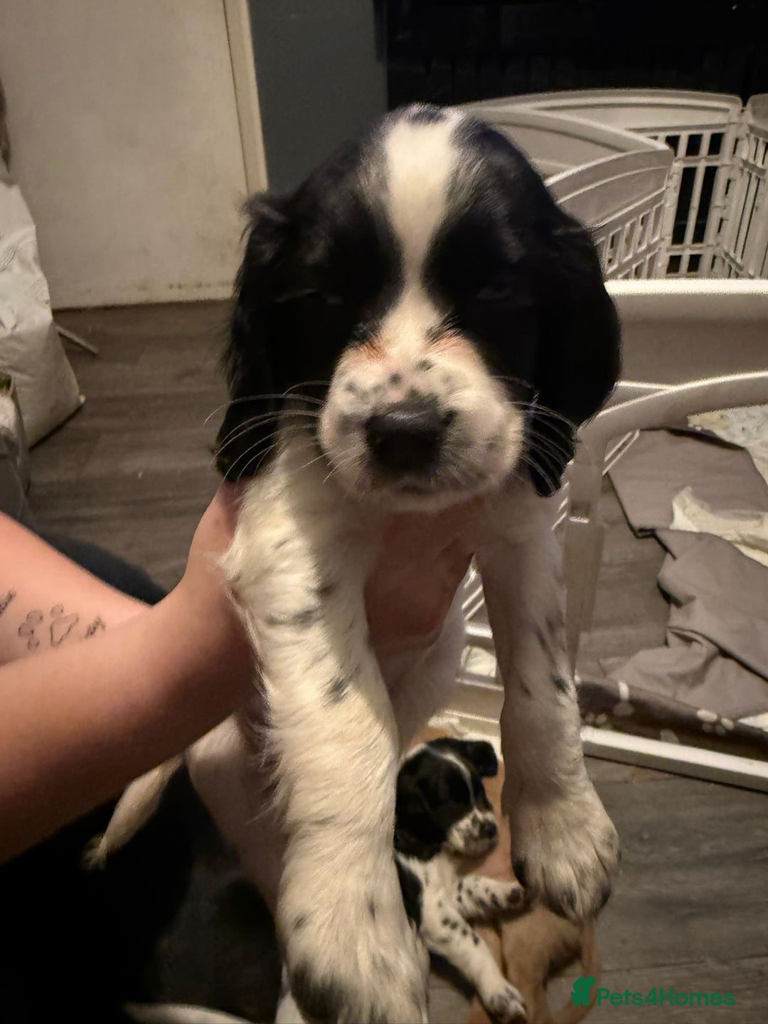 Cocker Spaniel dogs for sale: REDUCED & READY NOW 2 girl COCKERS - Advert 13