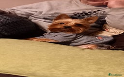 Yorkshire Terrier dogs for sale: Mini Yorkshire Terrier for Sale 2 boys 1 girl - Image 8