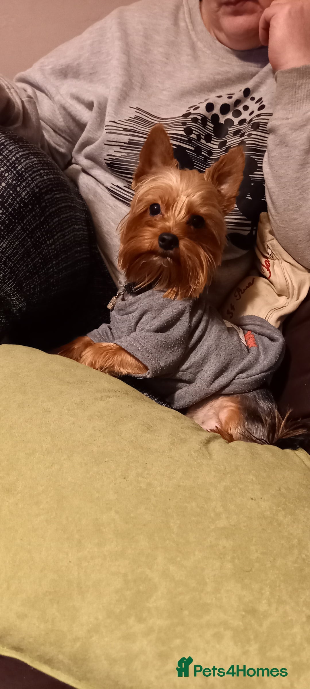 Yorkshire Terrier dogs for sale: Mini Yorkshire Terrier for Sale 2 boys 1 girl - Image 8