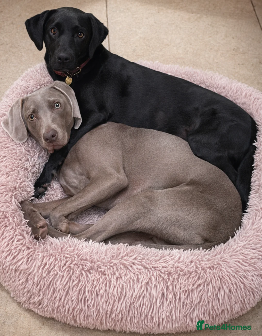 Labrador Retriever dogs for sale: KC Registered Labrador Puppies in Leominster - Advert 23