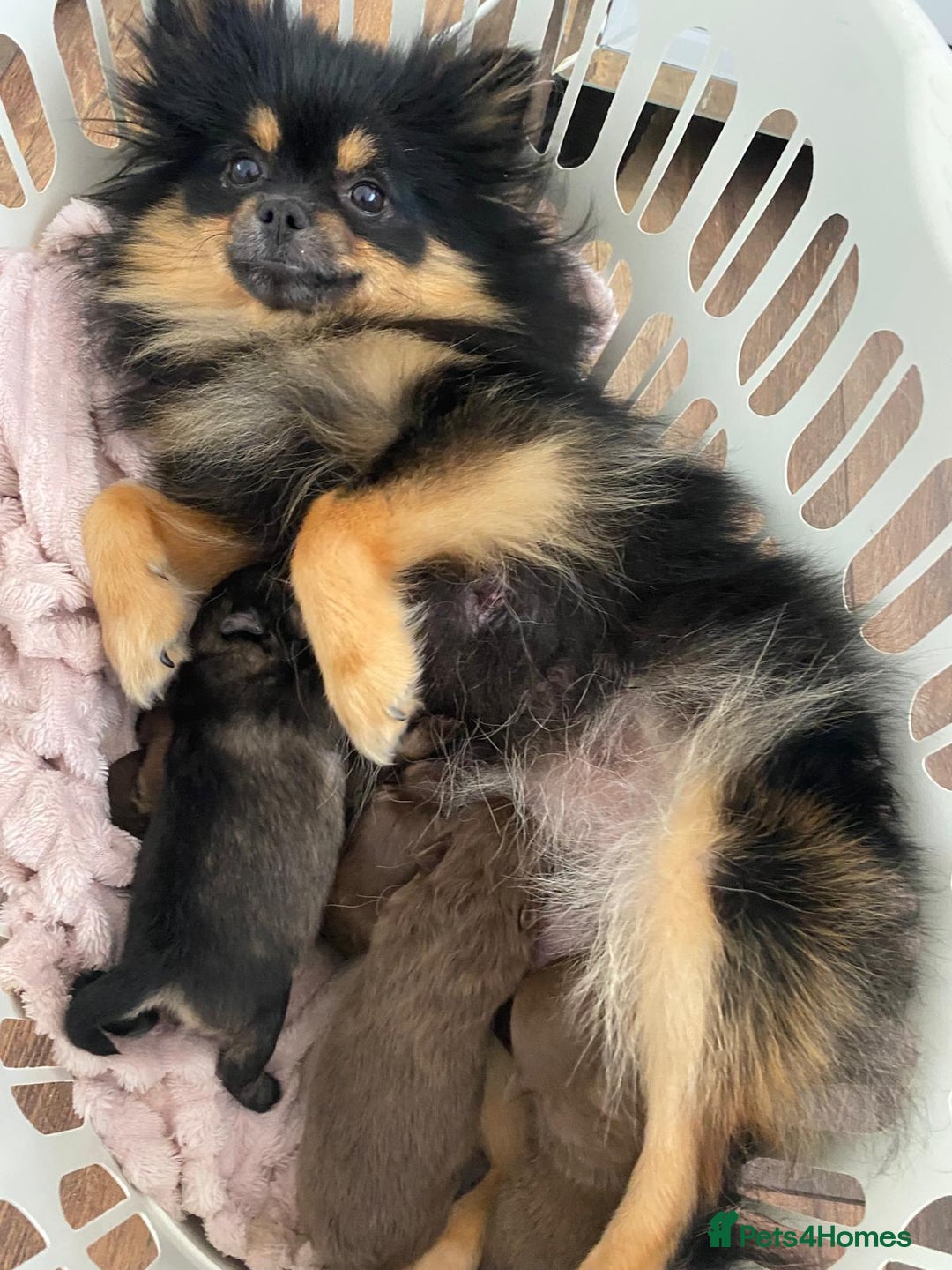 Pomeranian dogs for sale: GORGEOUS POMERANIAN PUPPIES  - Image 1