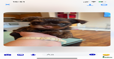 Yorkshire Terrier dogs in Dagenham - Advert 10
