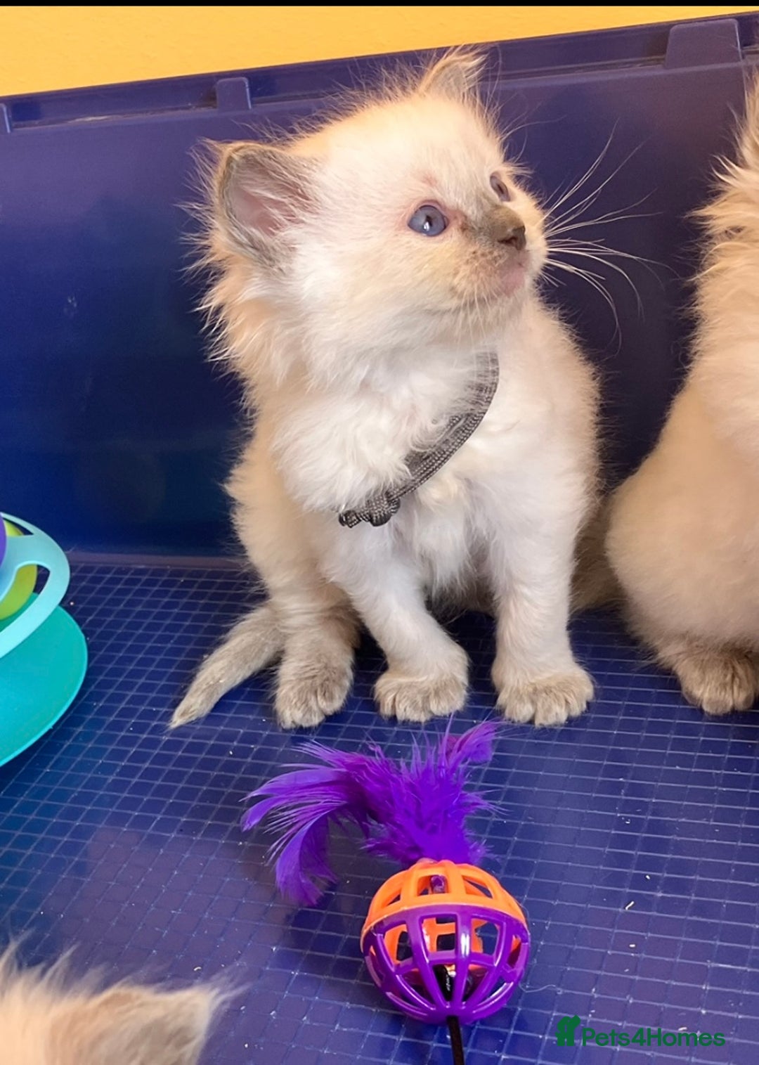 Ragdoll cats for sale: GCCF registered ChampionBloodline 5GENpedigree BSH - Image 6