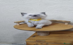 Ragdoll cats for sale: Cute Ragdoll Kittens for Sale - Image 3
