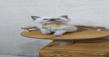 Ragdoll cats - Advert 15