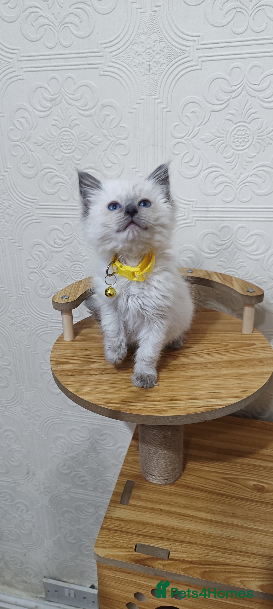 Ragdoll cats for sale: Cute Ragdoll Kittens for Sale - Image 3