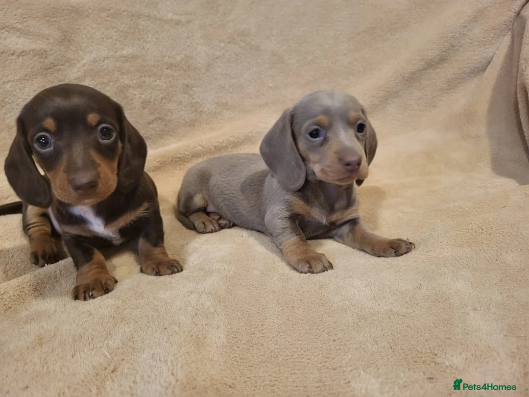 Miniature Dachshund dogs for sale: 5 miniature dachshund puppies in Norwich - Advert 4