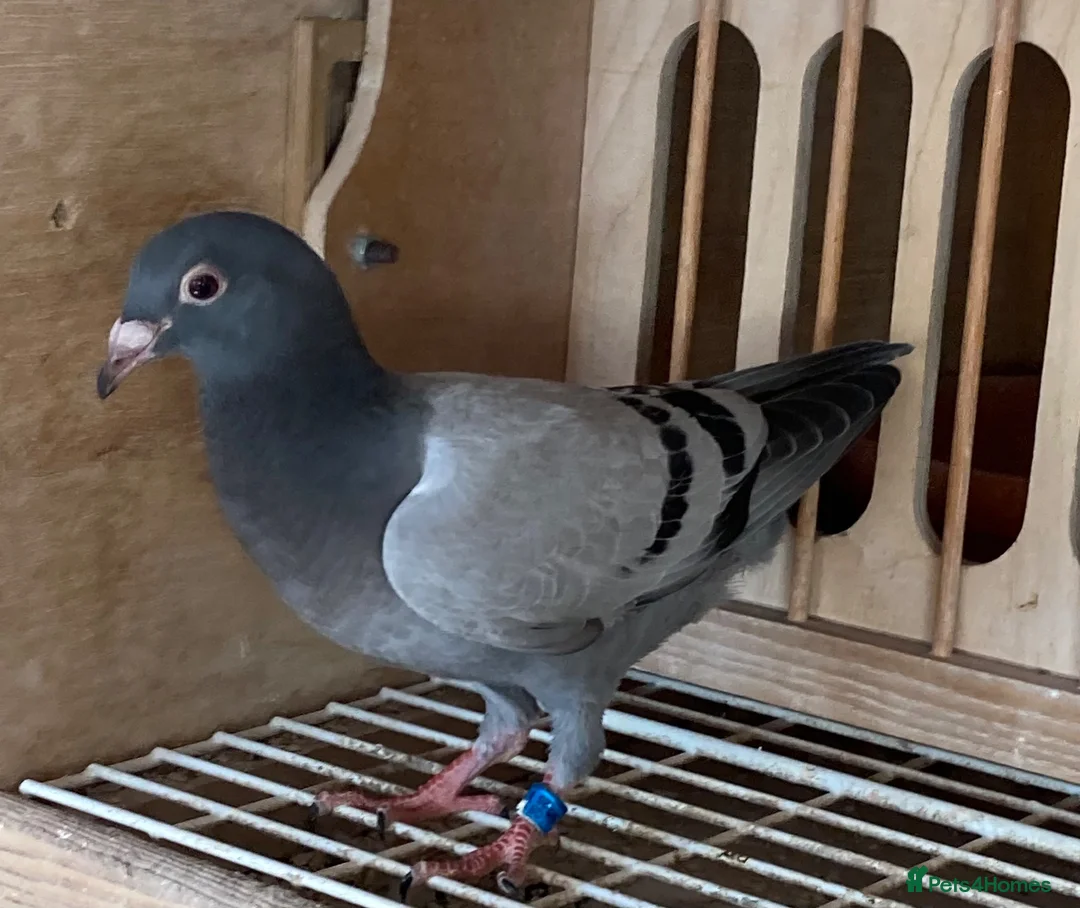 Pigeons birds for sale: 6 2026 young birds - Advert 6