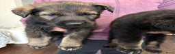 German Shepherd dogs for sale: Stunning German Shepard Pups  - Advert 8