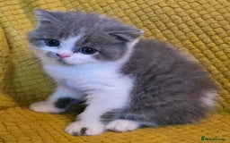 British Shorthair cats for sale: ONE GIRL LEFT GCCF reg BSH kittens - Image 30