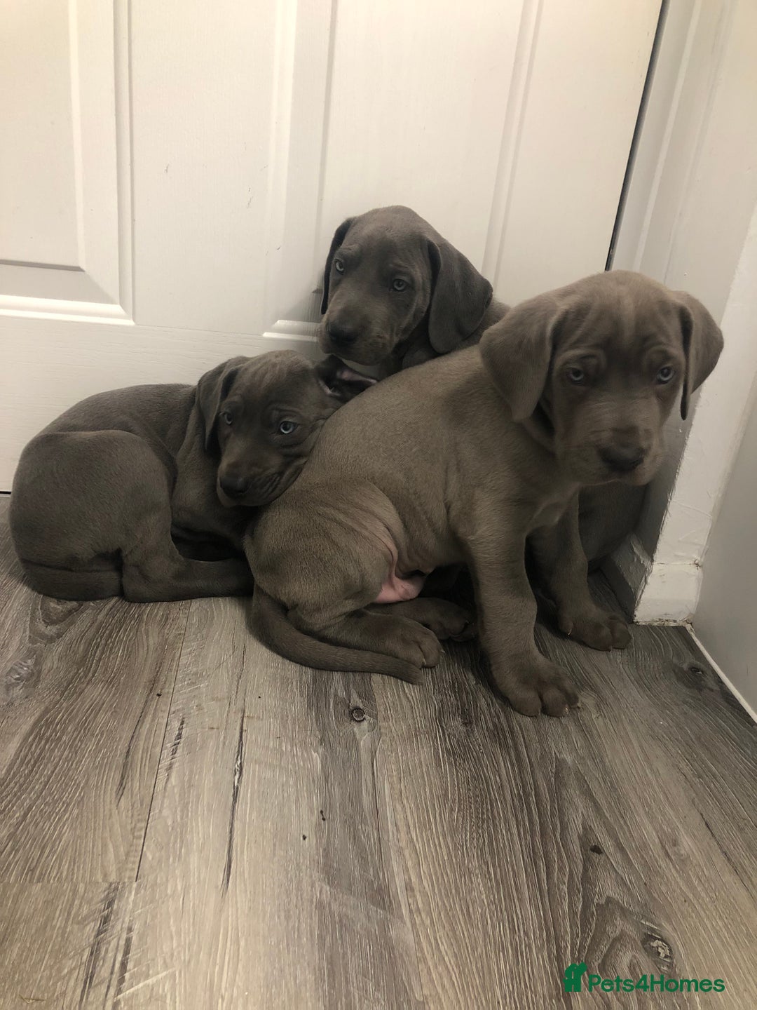 Great Dane dogs for sale: Great Dane puppies waiting list open  - Advert 3