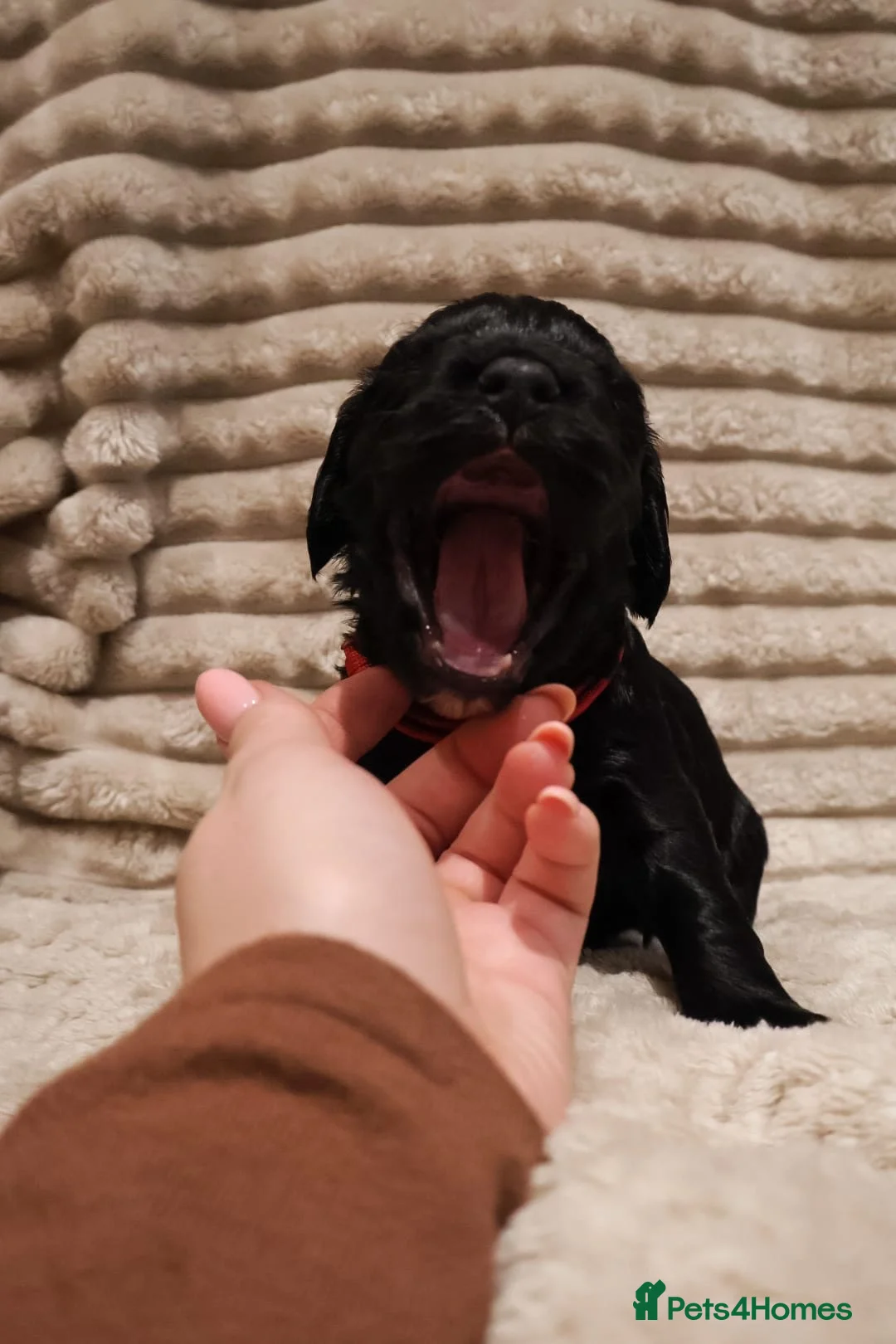 Cocker Spaniel dogs for sale: Cocker Spaniel Puppies - Advert 18