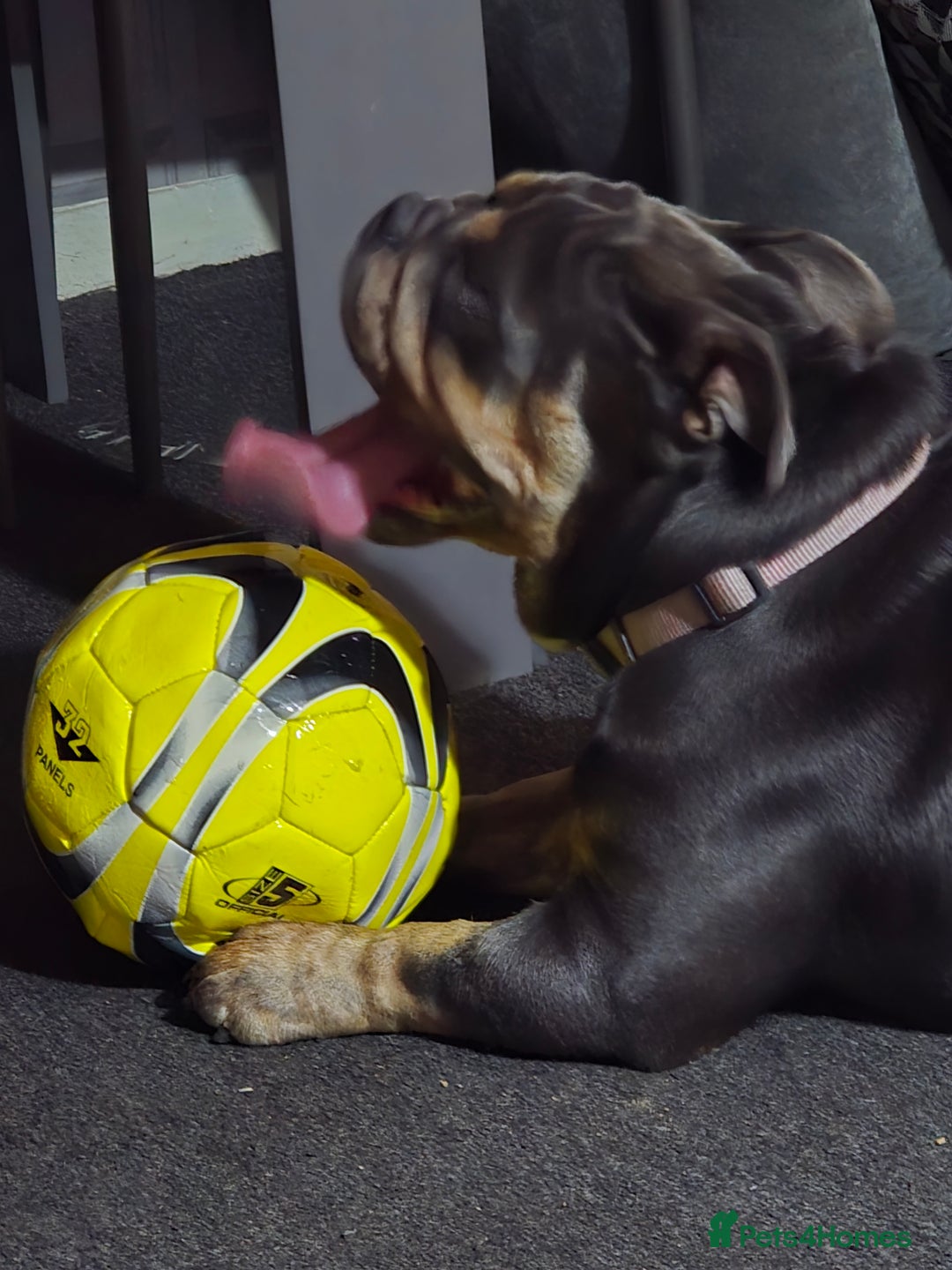 Olde English Bulldogge dogs for sale: Blue/tan old english bulldog  - Advert 4