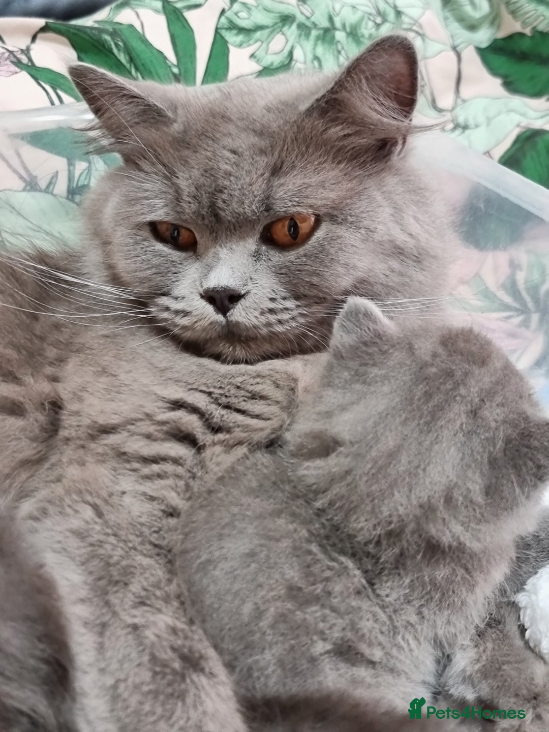 British Longhair cats for sale: British Longhair males available for reservation! - Image 6
