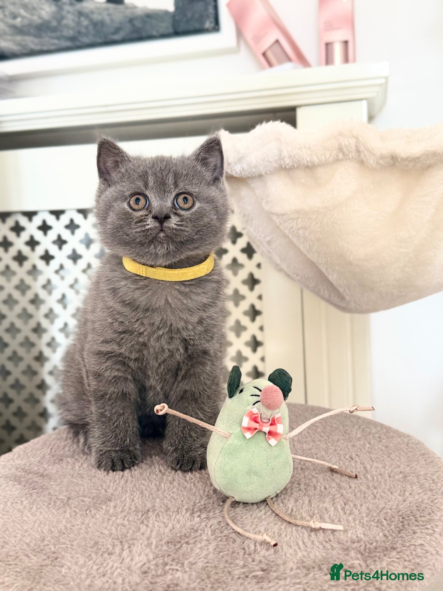 Scottish Fold cats Scottish straight  - Advert 5