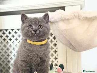 Scottish Fold cats Scottish straight - Advert 5