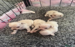 Chihuahua dogs for sale: Double chocolate platinum baby’s  - Image 31