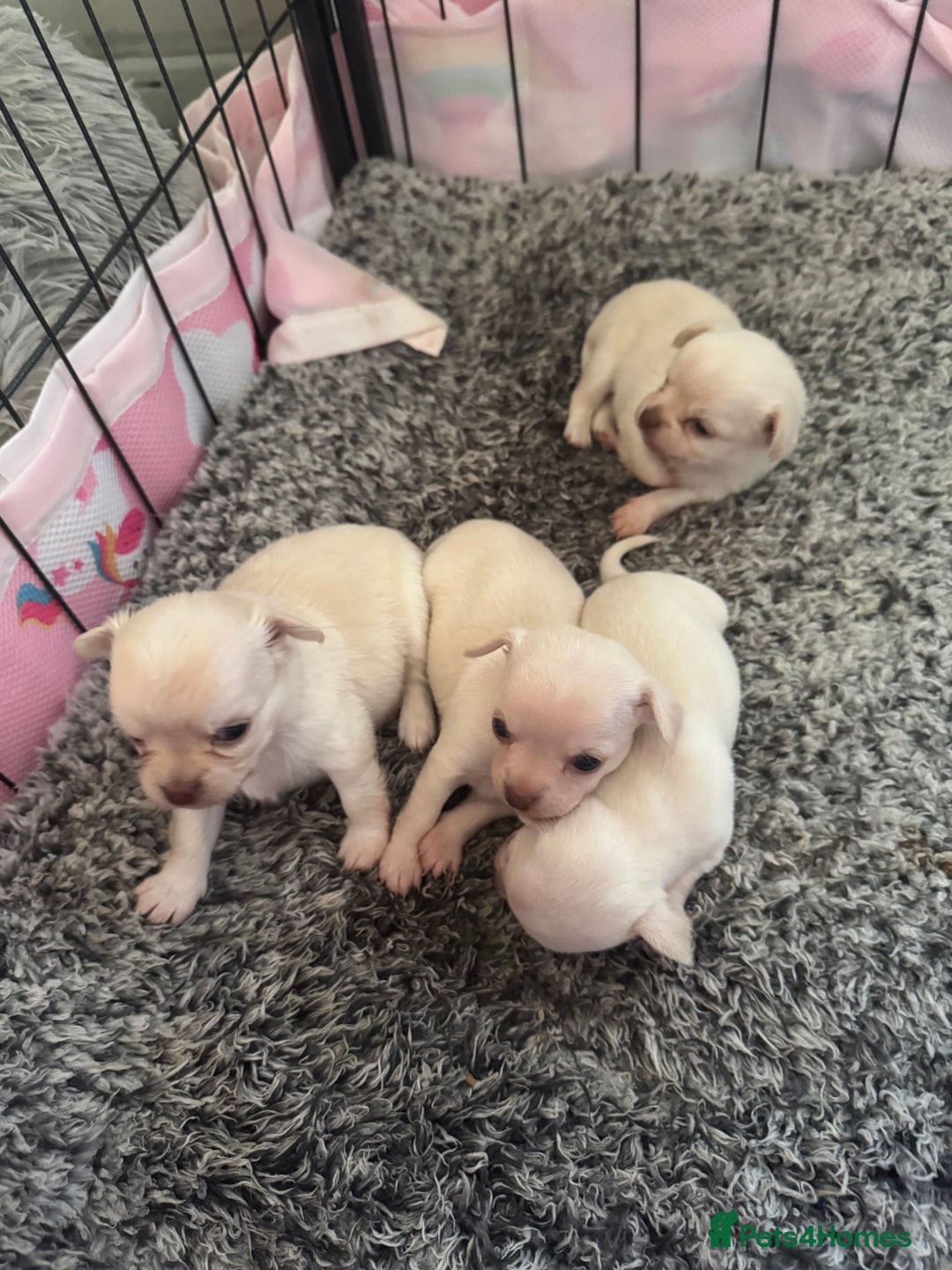Chihuahua dogs for sale: Double chocolate platinum baby’s  - Image 31