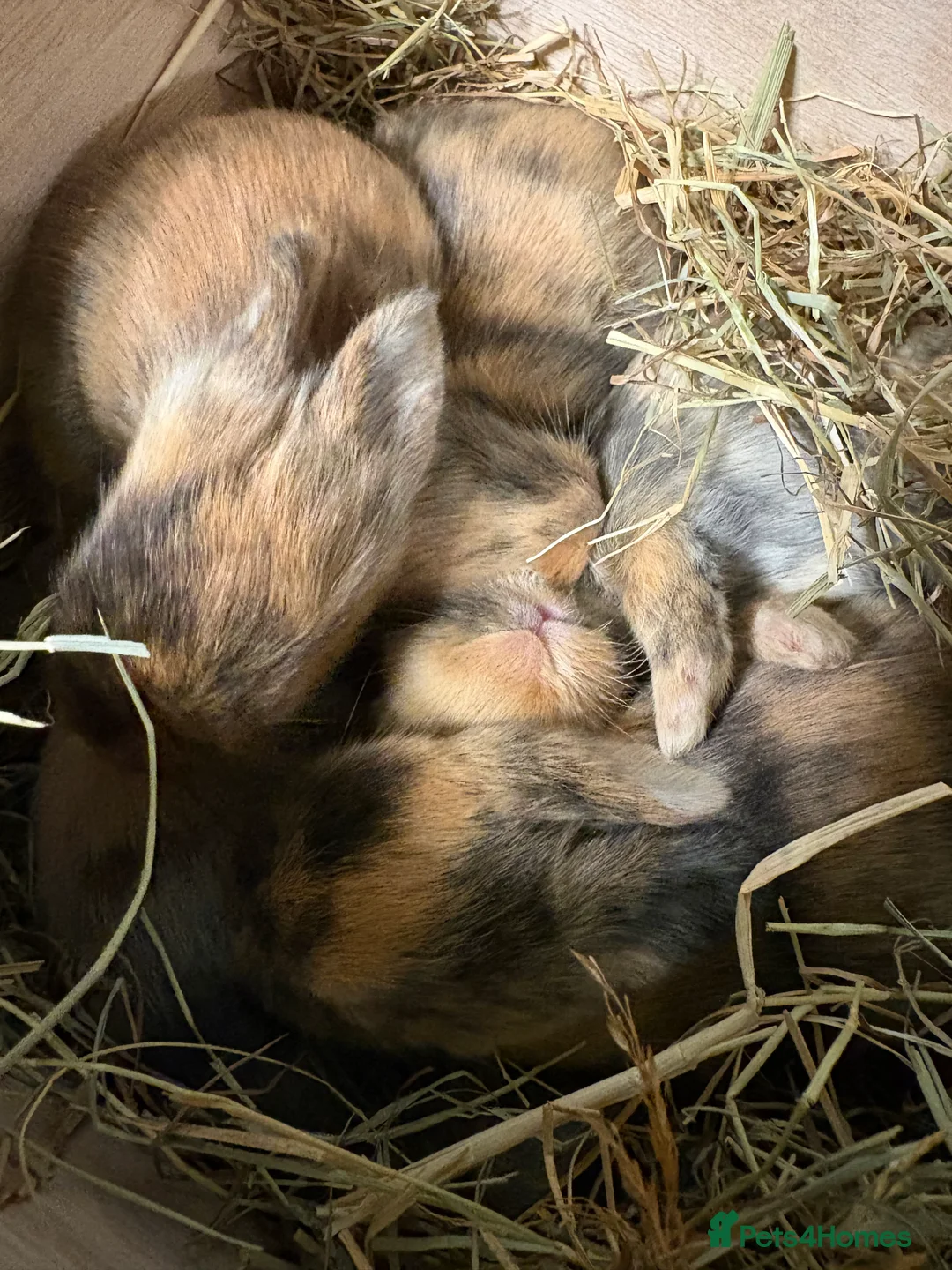 Belgian Hares rabbits for sale: 4 beautiful harlequin rabbits  - Advert 7