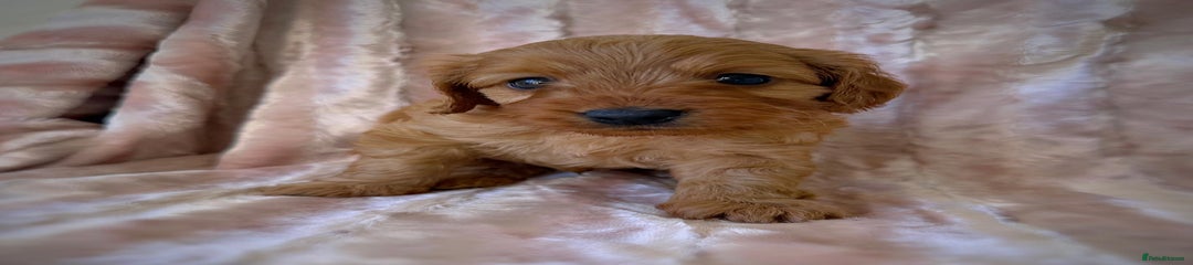 Cockapoo Puppy 2