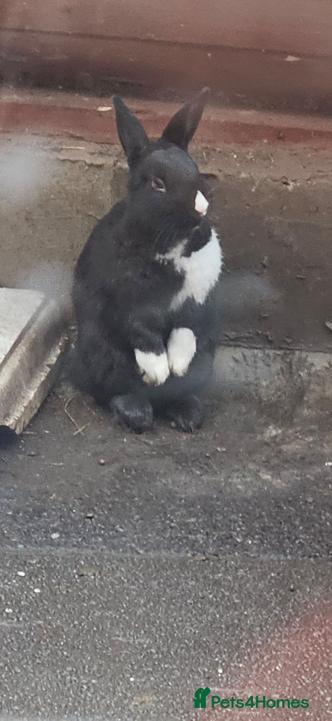 Mixed Breed rabbits for sale: 3 weeks old so cute 💕 - Advert 10