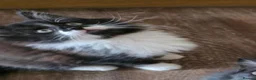 Mixed Breed cats for sale: 5 Adorable 3-Month-Old Kittens Need Loving Homes - Advert 11