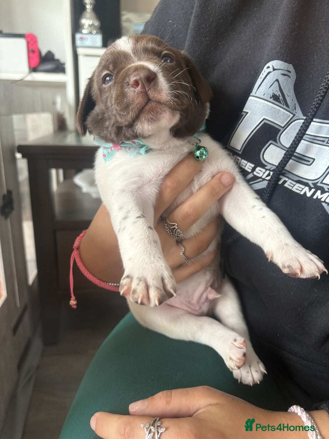 Mixed Breed dogs for sale: Adorable Lab/Spaniel/Collie Mix Puppies for Sale - Image 13