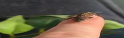 Gecko reptiles for sale: Chameleon Gecko babies  - Advert 6