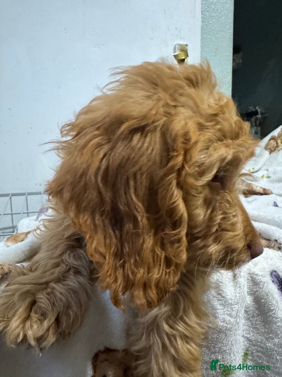 Cockapoo dogs for sale: F1 Cockapoo puppy’s  - Image 11