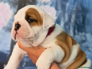 English Bulldog dogs Beautiful female English Bulldog - Advert 2