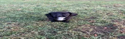 Sprocker dogs for sale: One girl puppy available - Advert 5