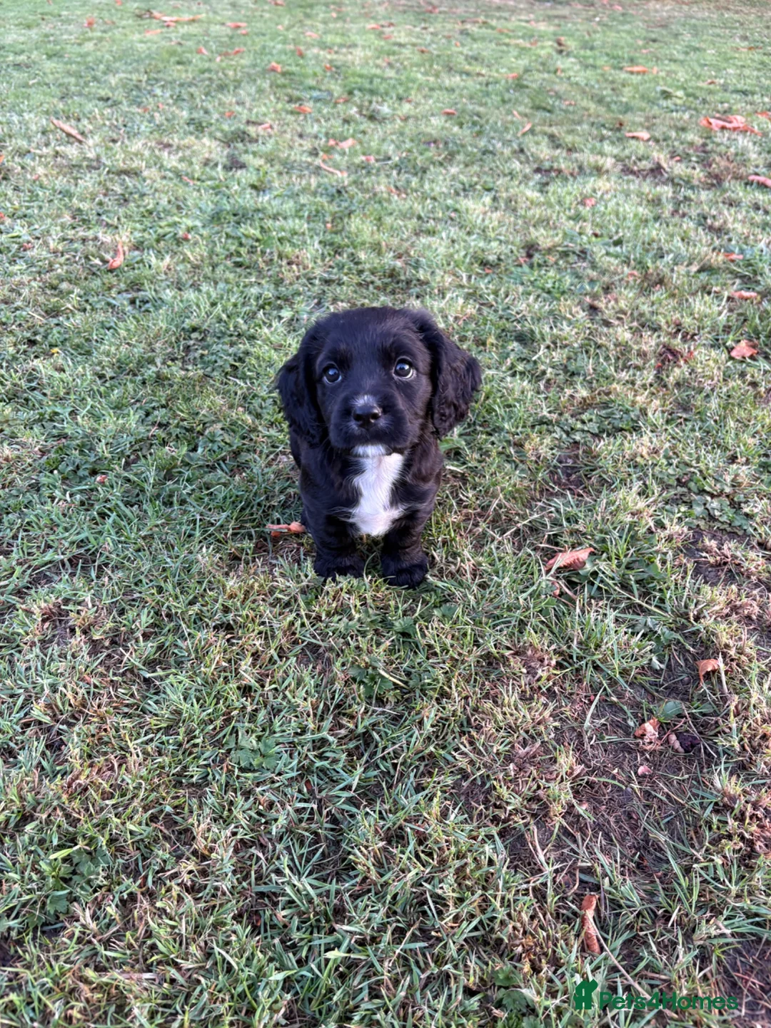 Sprocker dogs for sale: One girl puppy available - Advert 5
